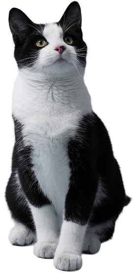 Gatto bianco e nero